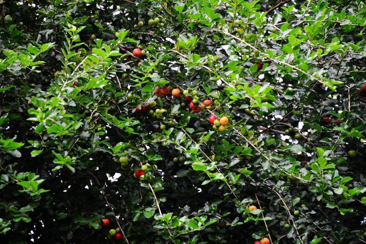 Pousada Recanto Dos Madda'S Araquari Exterior foto